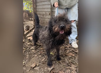 Beneth - so ein toller Hund sucht seine Menschen