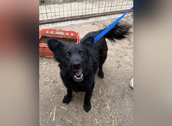 Füles wartet auf ihr großes Glück