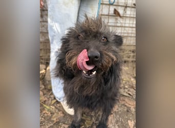 Beneth - so ein toller Hund sucht seine Menschen