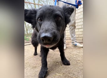 Füles wartet auf ihr großes Glück