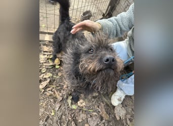 Beneth - so ein toller Hund sucht seine Menschen