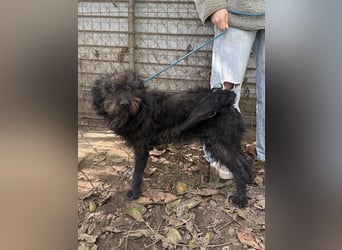 Beneth - so ein toller Hund sucht seine Menschen