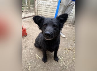 Füles wartet auf ihr großes Glück