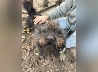 Beneth - so ein toller Hund sucht seine Menschen