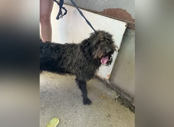 Beneth sucht ihr Glück