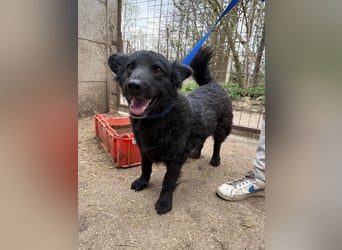 Füles hat einen Traum