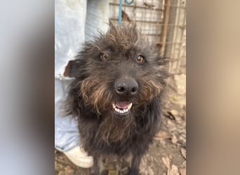 Beneth - so ein toller Hund sucht seine Menschen