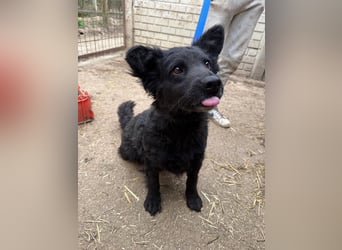 Füles wartet auf ihr großes Glück