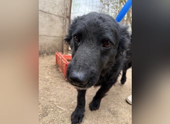 Füles hat einen Traum