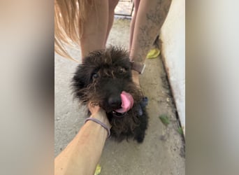 Beneth sucht ihr Glück