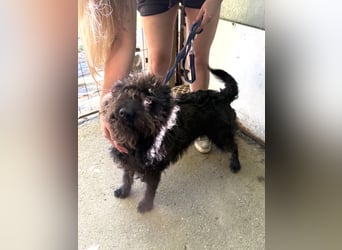 Beneth - so ein toller Hund sucht seine Menschen