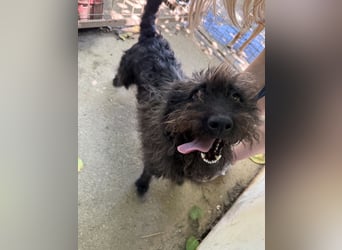 Beneth - so ein toller Hund sucht seine Menschen