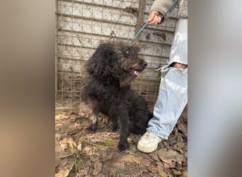 Beneth - so ein toller Hund sucht seine Menschen