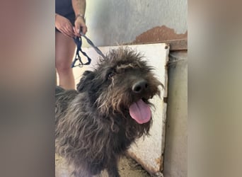 Beneth - so ein toller Hund sucht seine Menschen