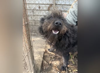 Beneth - so ein toller Hund sucht seine Menschen