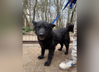 Füles wartet auf ihr großes Glück