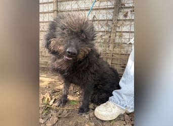 Beneth - so ein toller Hund sucht seine Menschen