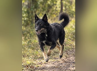 Toller Familienhund Armold bereits in Deutschland