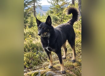 Toller Familienhund Armold bereits in Deutschland