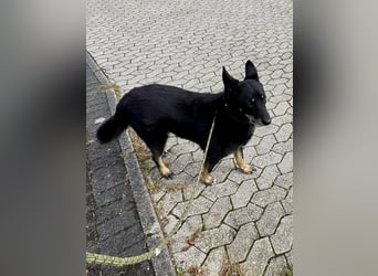 Toller Familienhund Armold bereits in Deutschland