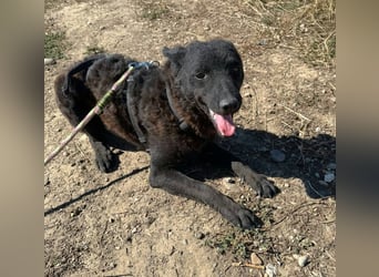 Pippin in Sascut