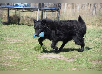 Gunnar - sehr netter Rüde, der es genießt gestreichelt zu werden