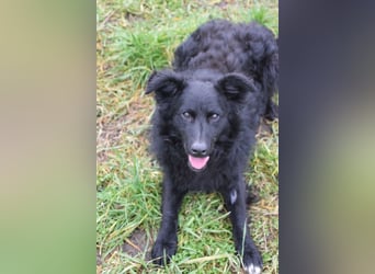 Gunnar - sehr netter Rüde, der es genießt gestreichelt zu werden