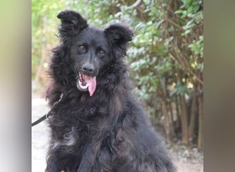 Gunnar - sehr netter Rüde, der es genießt gestreichelt zu werden