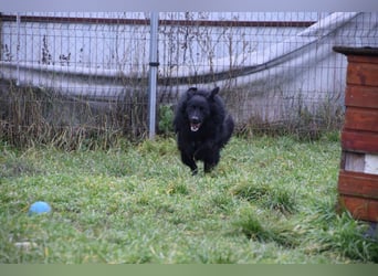 Gunnar - sehr netter Rüde, der es genießt gestreichelt zu werden