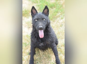 Oliver - lustiger, verspielter, freundlicher, verschmuster Rüde