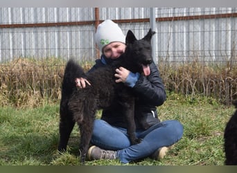 Oliver - lustiger, verspielter, freundlicher, verschmuster Rüde