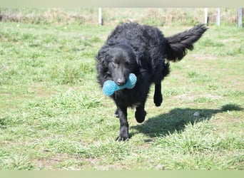 Gunnar - sehr netter Rüde, der es genießt gestreichelt zu werden