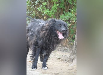 Gunnar - sehr netter Rüde, der es genießt gestreichelt zu werden