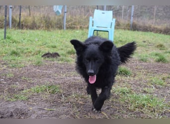 Gunnar - sehr netter Rüde, der es genießt gestreichelt zu werden