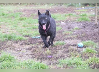 Oliver - lustiger, verspielter, freundlicher, verschmuster Rüde