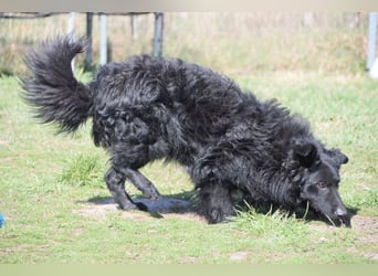 Gunnar - sehr netter Rüde, der es genießt gestreichelt zu werden