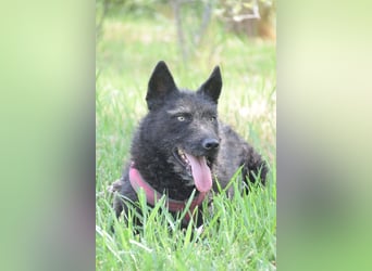 Oliver - lustiger, verspielter, freundlicher, verschmuster Rüde