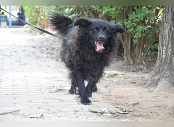 Gunnar - sehr netter Rüde, der es genießt gestreichelt zu werden