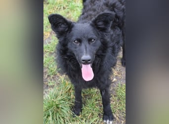 Gunnar - sehr netter Rüde, der es genießt gestreichelt zu werden