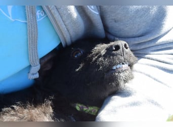 Oliver - lustiger, verspielter, freundlicher, verschmuster Rüde