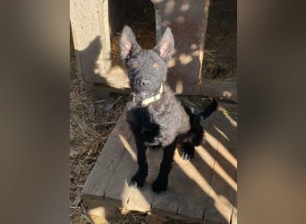 Oliver - lustiger, verspielter, freundlicher, verschmuster Rüde