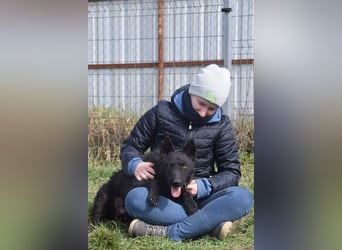 Oliver - lustiger, verspielter, freundlicher, verschmuster Rüde