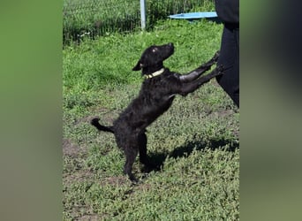 Oliver - lustiger, verspielter, freundlicher, verschmuster Rüde