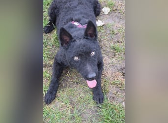 Oliver - lustiger, verspielter, freundlicher, verschmuster Rüde