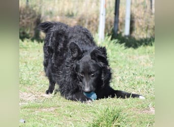 Gunnar - sehr netter Rüde, der es genießt gestreichelt zu werden