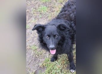 Gunnar - sehr netter Rüde, der es genießt gestreichelt zu werden