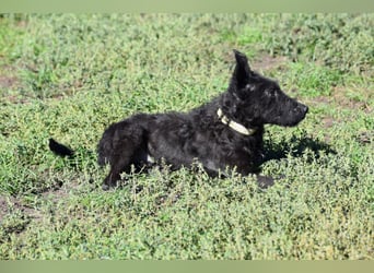 Oliver - lustiger, verspielter, freundlicher, verschmuster Rüde