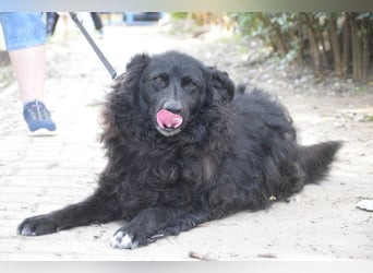 Gunnar - sehr netter Rüde, der es genießt gestreichelt zu werden