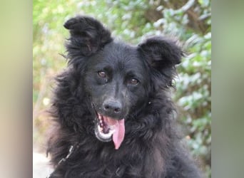 Gunnar - sehr netter Rüde, der es genießt gestreichelt zu werden