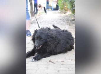 Gunnar - sehr netter Rüde, der es genießt gestreichelt zu werden